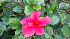 Flores Santa Cruz de La Palma