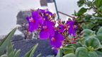 Flores Santa Cruz de La Palma