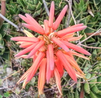 Flores Breña Baja