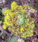 Flores Breña Baja
