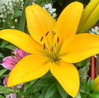 Flores Breña Baja