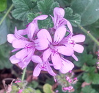 Flores Breña Baja