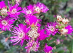 Flores de junio en Braña Baja - La Palma