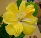 Flores Breña Baja