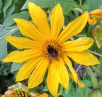 Flores Breña Baja