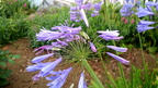 Flores Breña Baja