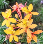Flores Breña Baja