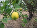 IMG 0968